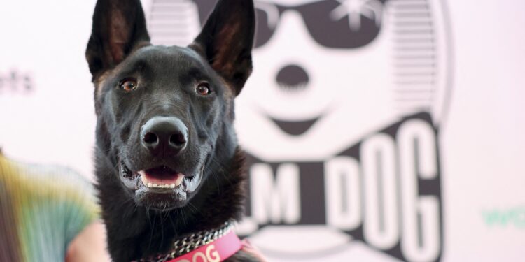 De cadela abandonada a estrela de Cannes: cachorrinha chilena Yuri ganha Palma Canina